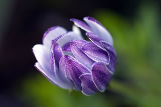 African Daisy